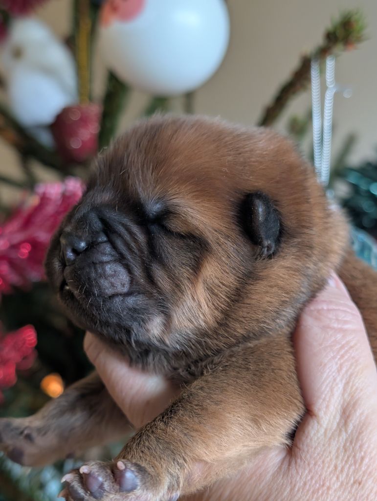 SEVERINE CAGNIN - Chiots disponibles - Chow Chow