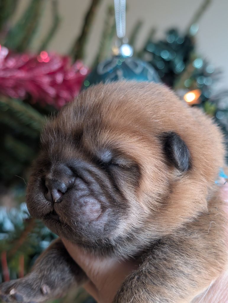 SEVERINE CAGNIN - Chiots disponibles - Chow Chow