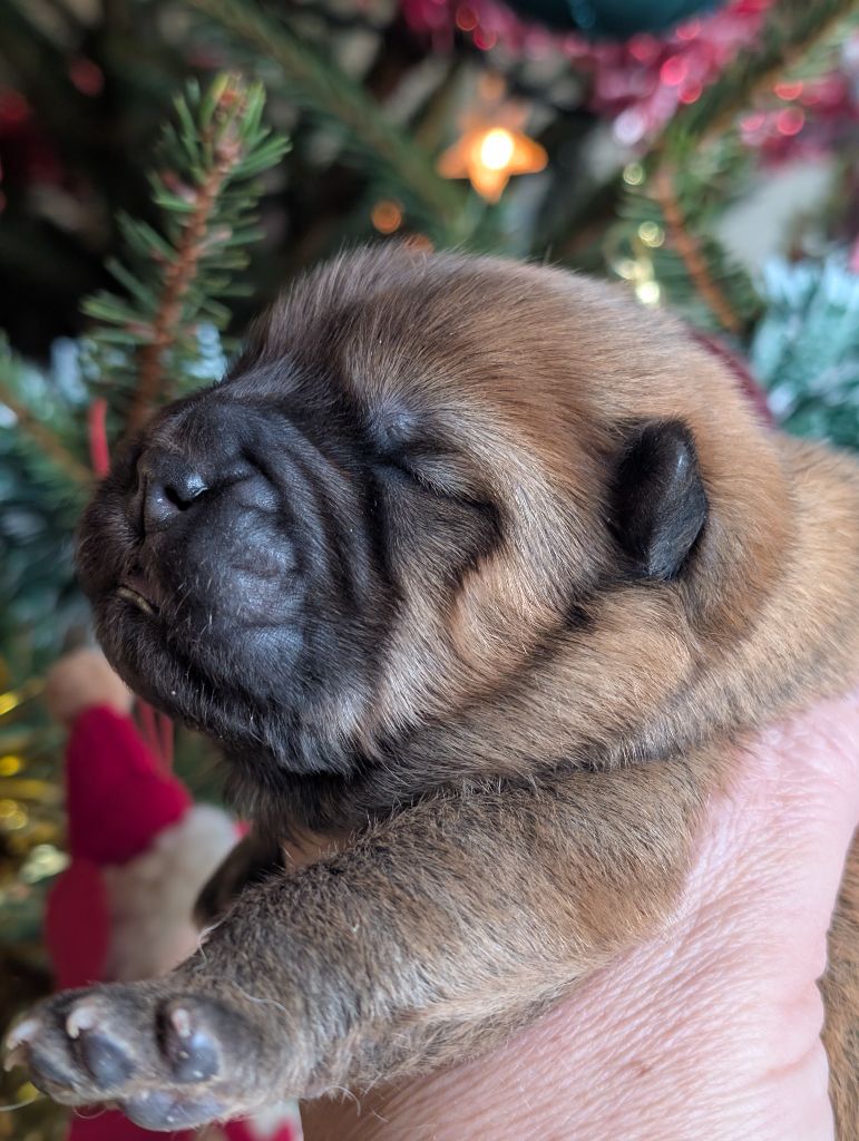 SEVERINE CAGNIN - Chiots disponibles - Chow Chow