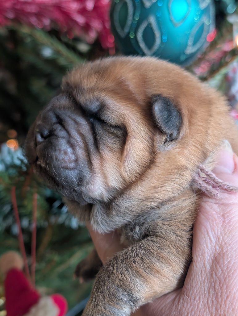 SEVERINE CAGNIN - Chiots disponibles - Chow Chow