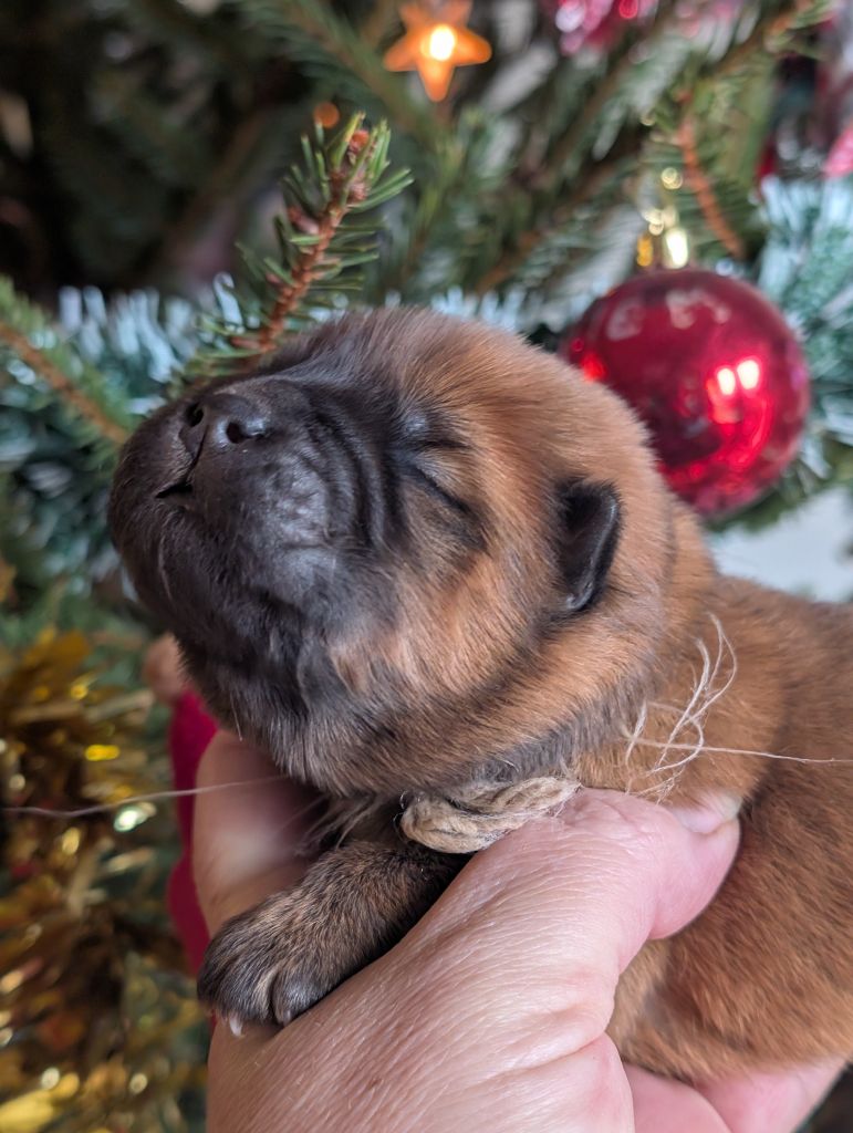 SEVERINE CAGNIN - Chiots disponibles - Chow Chow