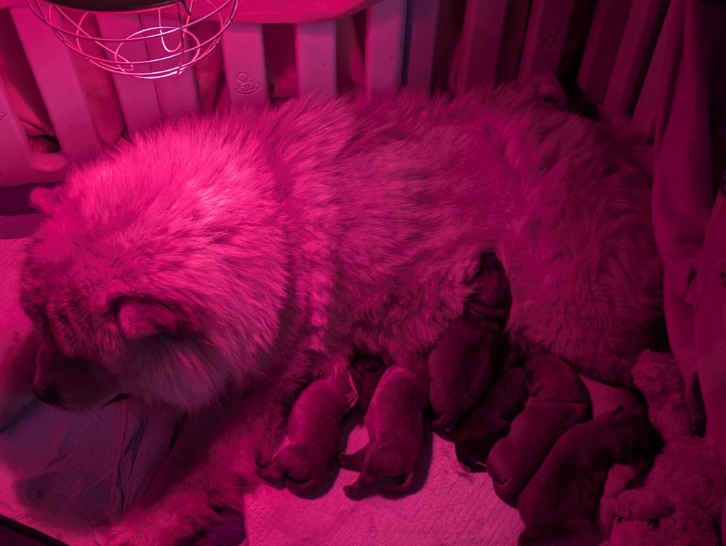 Chiot Chow Chow SEVERINE CAGNIN